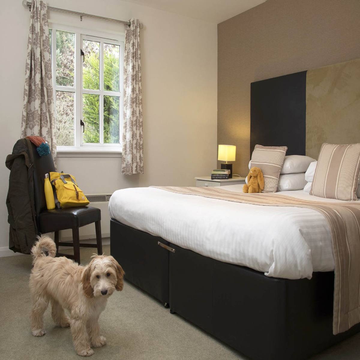 Pet Friendly Bedroom Dog 1200